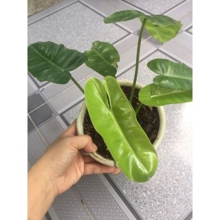 Trầu bà tỷ phú xanh