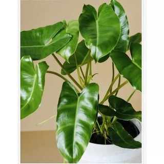 Trầu bà tỷ phú xanh