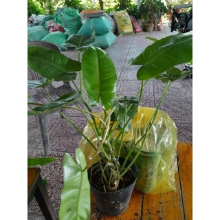 Trầu bà tỷ phú xanh