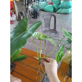 Trầu bà tỷ phú xanh
