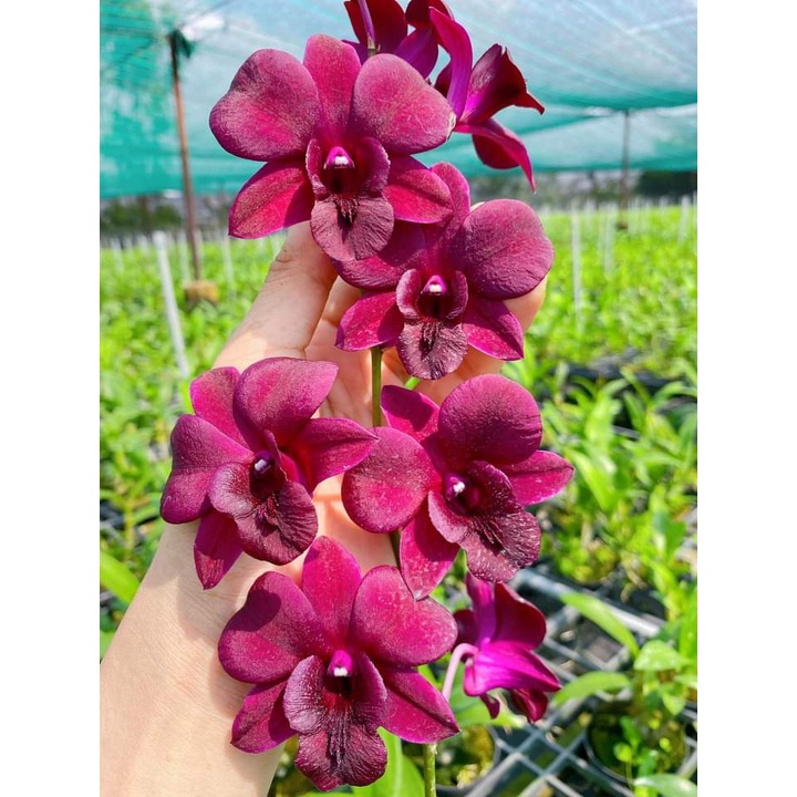 Cây Hoa Lan Dendro Crimson - Người Đẹp Châu Phi, chậu cây trưởng thành, chậu f12