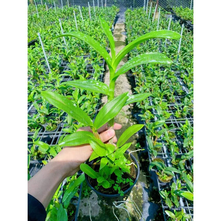 Cây Hoa Lan Dendro Crimson - Người Đẹp Châu Phi, chậu cây trưởng thành, chậu f12