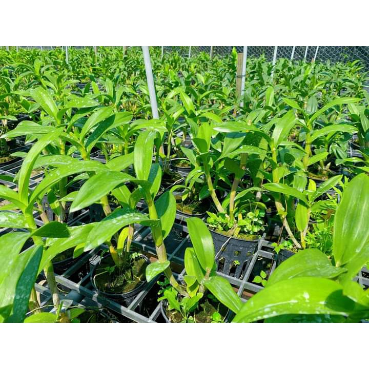 Cây Hoa Lan Dendro Crimson - Người Đẹp Châu Phi, chậu cây trưởng thành, chậu f12