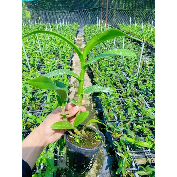 Cây Hoa Lan Dendro Crimson - Người Đẹp Châu Phi, chậu cây trưởng thành, chậu f12