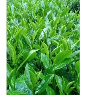 1kg Lá trà tươi, chè tươi , chè sạch đảm bảo