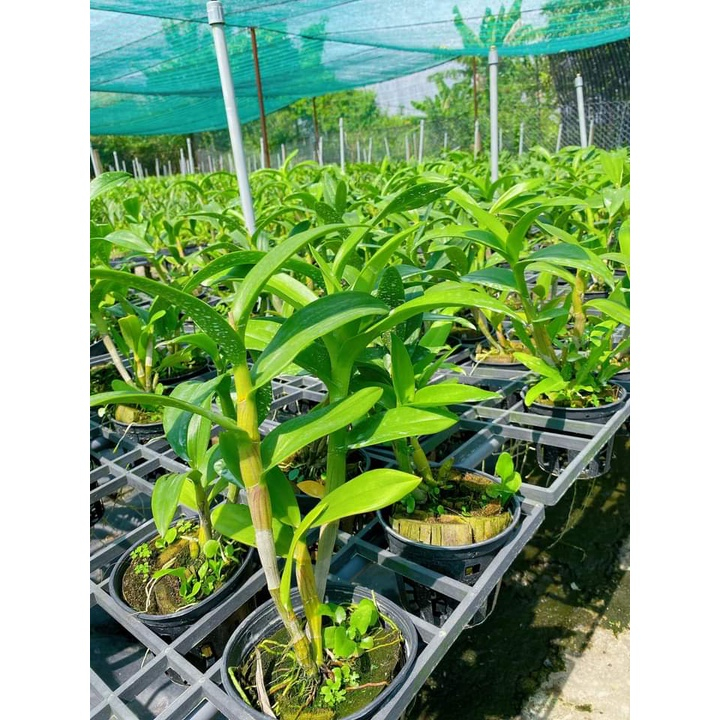 Cây Hoa Lan Dendro Crimson - Người Đẹp Châu Phi, chậu cây trưởng thành, chậu f12