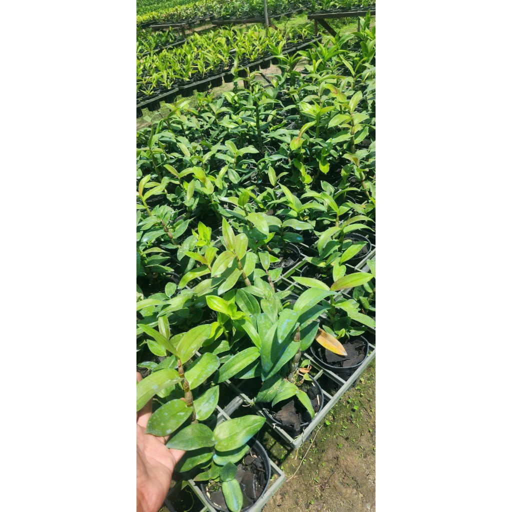 Cây Hoa Lan Dendro Crimson - Người Đẹp Châu Phi, chậu cây trưởng thành, chậu f12