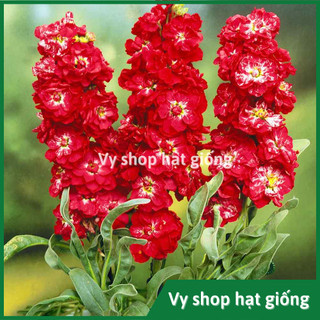 Hạt giống hoa hoàng anh đỏ gói 300 hạt