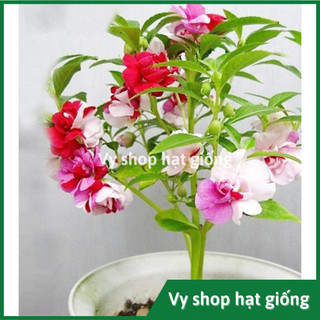 Hạt giống hoa bóng nước kép mix màu gói 30 hạt