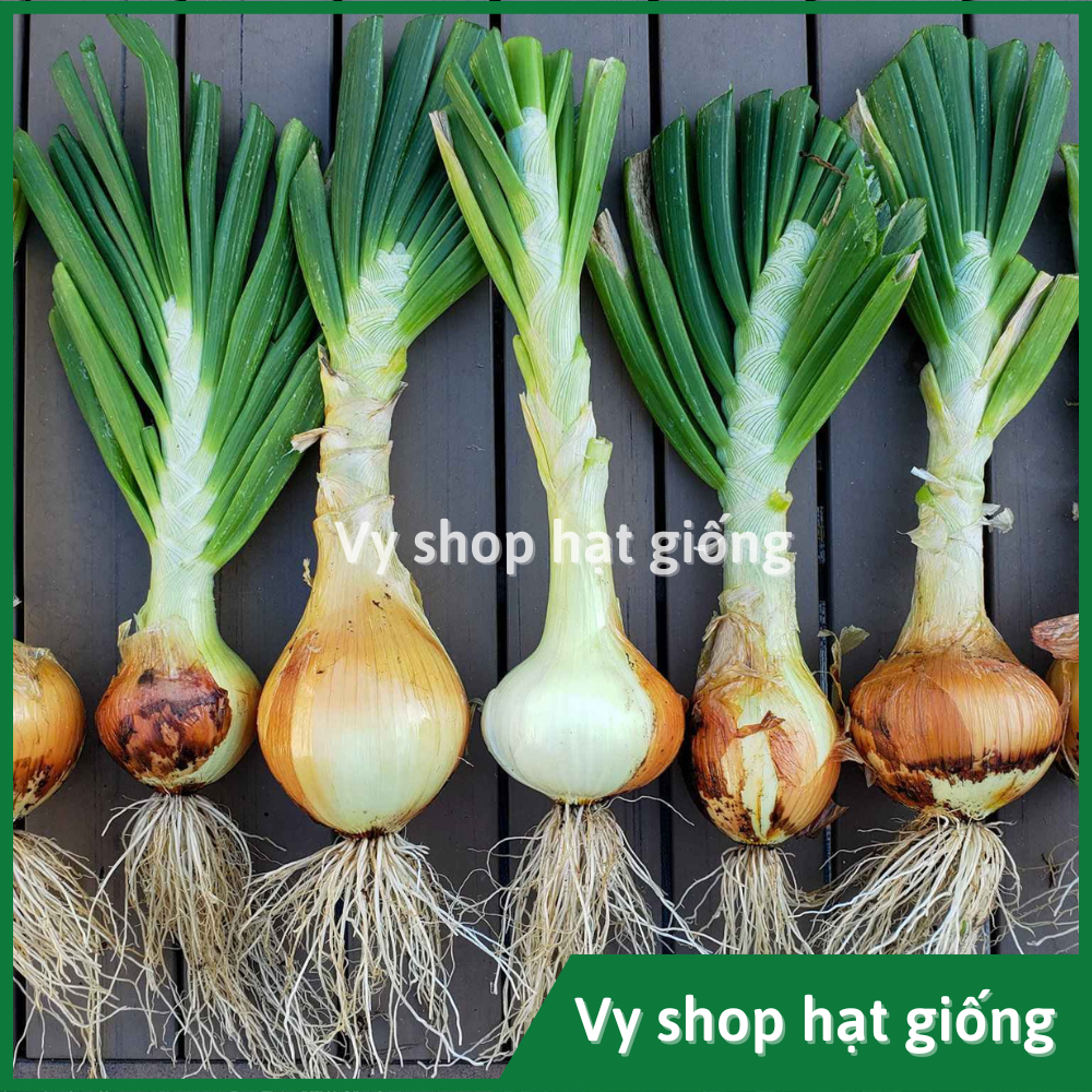 Hạt giống củ hành tây vỏ vàng gói 500 hạt