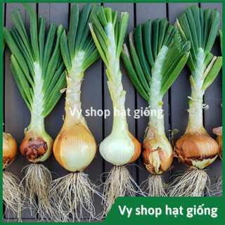 Hạt giống củ hành tây vỏ vàng gói 500 hạt