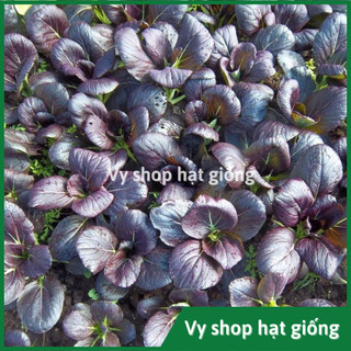 Hạt giống cải chip tím (cải thìa - purple pakchoi) gói 750 hạt