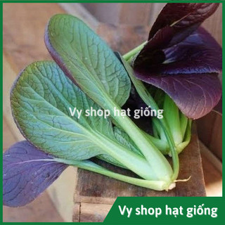 Hạt giống cải chip tím (cải thìa - purple pakchoi) gói 750 hạt