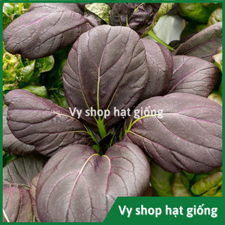 Hạt giống cải chip tím (cải thìa - purple pakchoi) gói 750 hạt