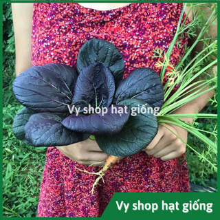 Hạt giống cải chip tím (cải thìa - purple pakchoi) gói 750 hạt