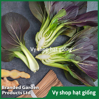Hạt giống cải chip tím (cải thìa - purple pakchoi) gói 750 hạt