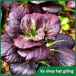 Hạt giống cải chip tím (cải thìa - purple pakchoi) gói 750 hạt