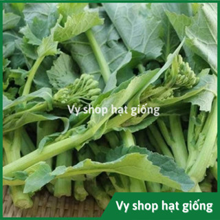 Hạt giống rau ngồng su hào gói 2000 hạt