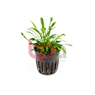 TIÊU THẢO PRAVA MINI - CÂY THỦY SINH PARVA TIỀN CẢNH TRẢI NỀN SIÊU ĐẸP
