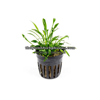 TIÊU THẢO PARVA MINI - CÂY THỦY SINH PRAVA TIỀN CẢNH TRẢI NỀN SIÊU ĐẸP