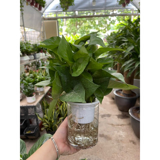 cây trầu bà thuỷ sinh