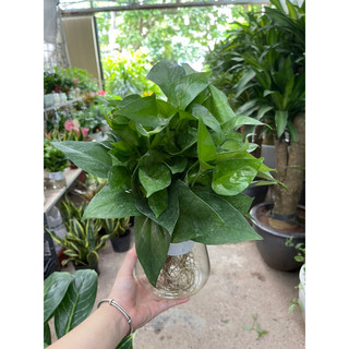 cây trầu bà thuỷ sinh