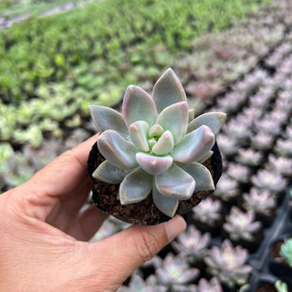 Cây sen đá đá tuyết size bầu 4-4,5cm, cây cảnh trang trí nhà cửa thuanphat garden