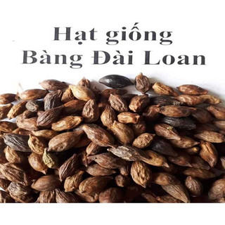 1kg Hạt giống bàng đài loan