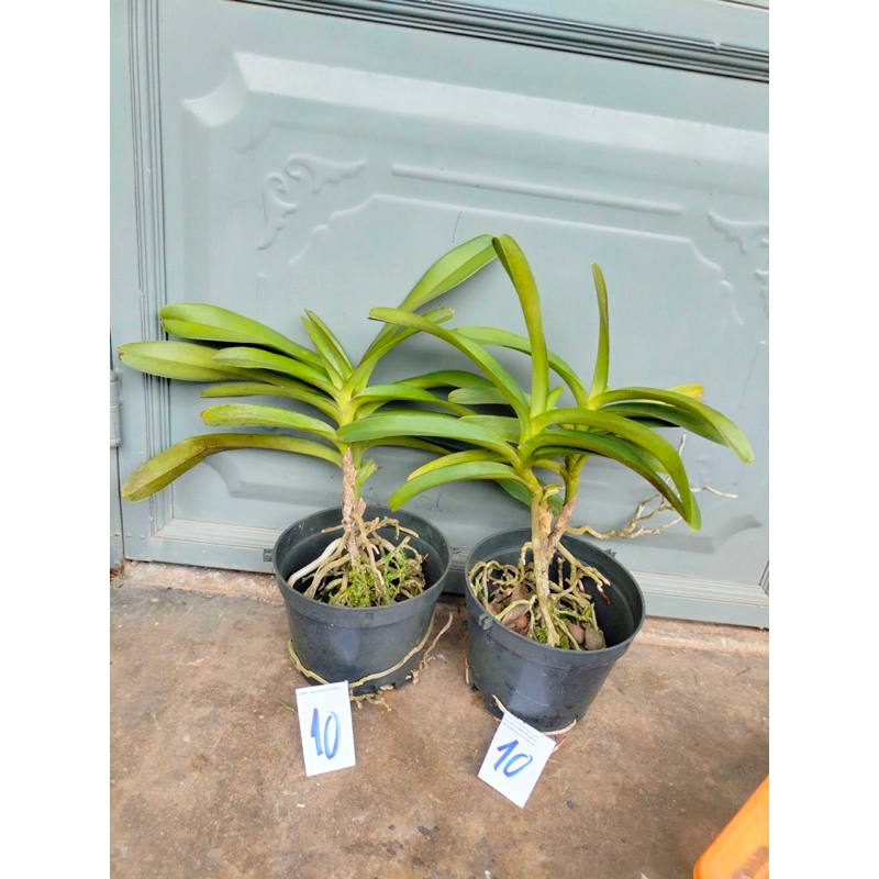 Lan Hoàng Tử Đỏ  - Renred