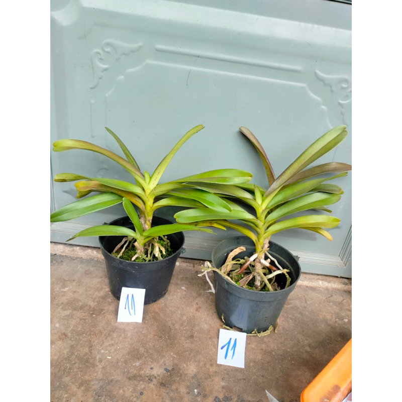 Lan Hoàng Tử Đỏ  - Renred