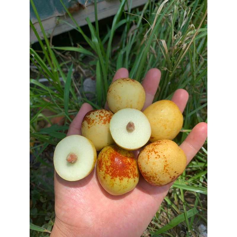 Hồng táo 1A - thùng xốp 1,5kg
