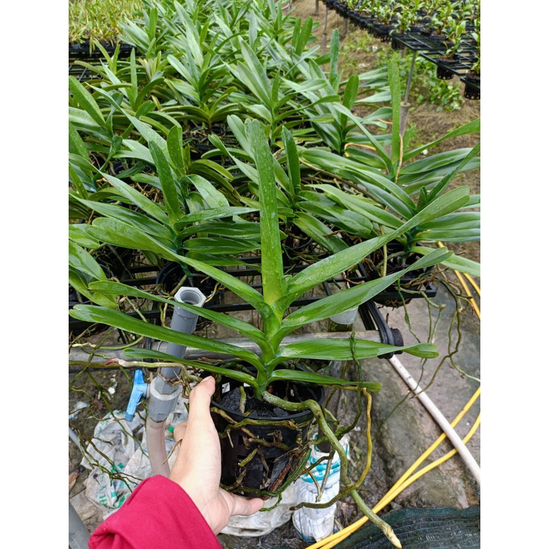 Lan Hoàng Tử Đỏ  - Renred