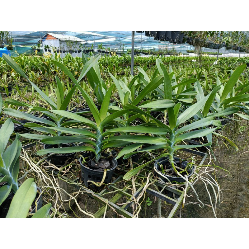 Lan Hoàng Tử Đỏ  - Renred