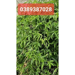 Cây bìm bịp tươi,1kg