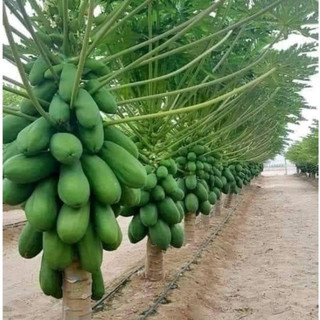 Hạt giống Đu Đủ Lùn 5 Hạt