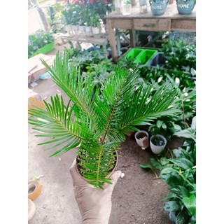 Cây vạn tuế chậu đỏ (22_26cm)
