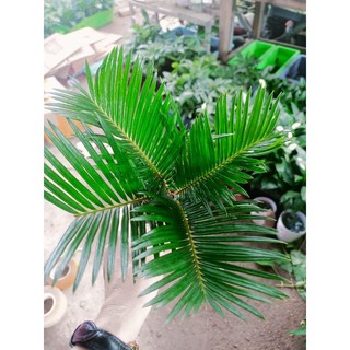 Cây vạn tuế chậu đỏ (22_26cm)