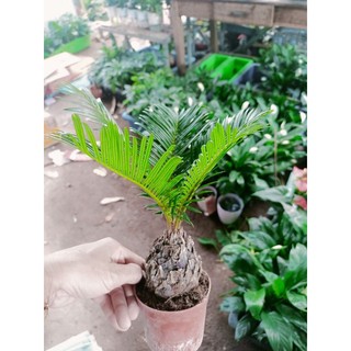 Cây vạn tuế chậu đỏ (22_26cm)