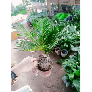 Cây vạn tuế chậu đỏ (22_26cm)