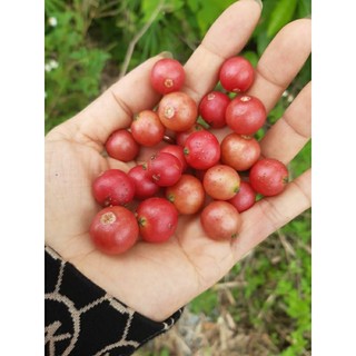 200g quả trứng cá