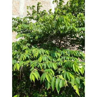 200g quả trứng cá