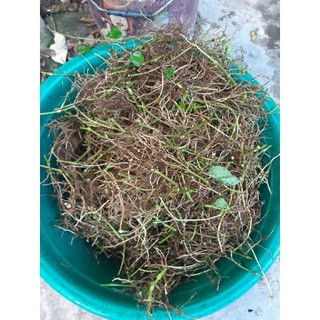 1kg rễ cây lá lốt tươi