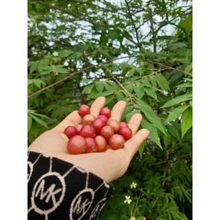 200g quả trứng cá