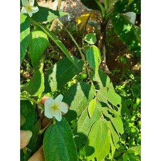 200g quả trứng cá