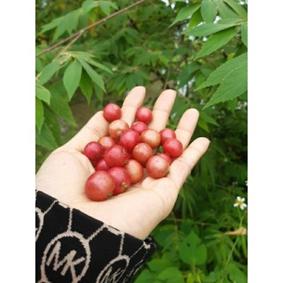 200g quả trứng cá