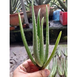 Combo 30 cây nha đam mỹ. cây cao 20-30cm