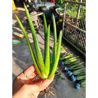 cây con nha đam mỹ 30 cây