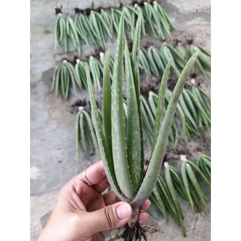 cây con nha đam mỹ 30 cây