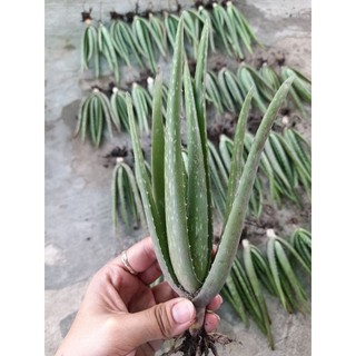 Cây con nha đam mỹ 30 cây