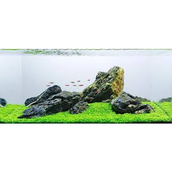 Đá kẹp kem thủy sinh
